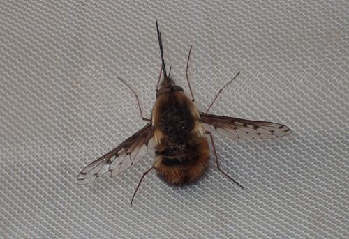 Réf. 180 682 : Bombylius discolor